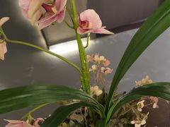 -施奈儿.洗头頭療.按摩SPA.采耳(上梅林店)