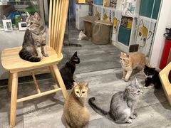 -楼上猫咖(罗湖店)