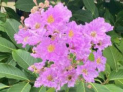 -广州白江湖森林公园