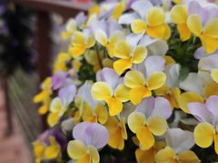-上海鲜花港