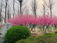 -永定河休闲森林公园