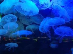 -太平洋海底世界