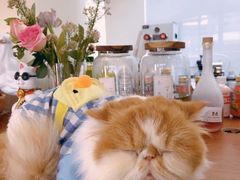 -有猫主题·治愈系猫咖(曾厝垵店)