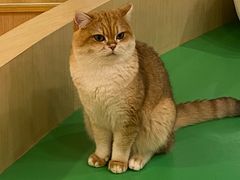 -MOCHA明星猫咖(田子坊店)