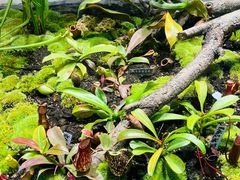 -国家植物园南园