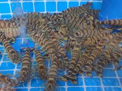 -鑫福隆生鲜超市(沈营大街店)