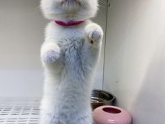 -lincat·猫舍(广州店)
