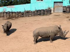 -西霞口神雕山野生动物世界