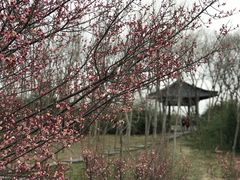 -蜀冈西峰生态公园