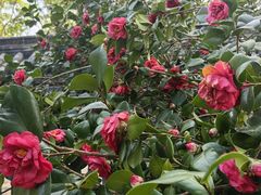 -深圳国际园林花卉博览园