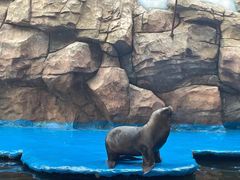 -华夏文旅海洋公园