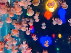 -太平洋海底世界