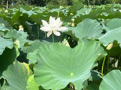 -三圣花乡旅游区