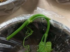 -正宗梧州牛肠酸