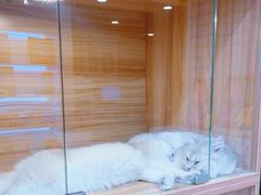 -猫十亿·布偶金渐层·曼基康矮脚猫舍(青年路店)