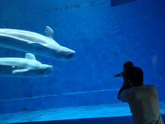 -芜湖新华联大白鲸海洋公园