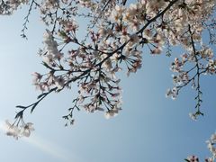 -高东镇樱花园