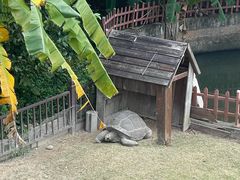 -广东惠东海龟国家级自然保护区