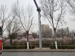-桃花堤公园