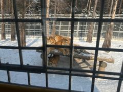 -横道河子东北虎林园