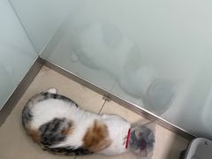 -宠福鑫康馨动物医院·骨科·眼科