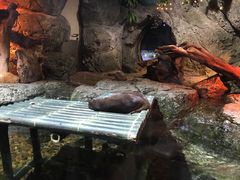 -暹罗海洋世界