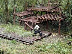 -成都大熊猫繁育研究基地