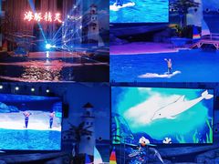 -海合安武汉极地海洋公园