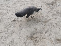 -秦皇岛野生动物园