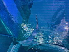 -暹罗海洋世界