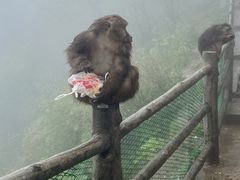 -王浩儿纪六孃甜皮鸭(乐山总店)