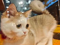 -欣宠猫屋·矮脚拿破仑·蓝金金渐层