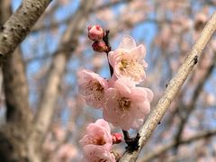 -中山市树木园