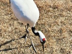 -盐城丹顶鹤湿地生态旅游区