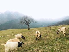 -硗碛藏寨·神木垒景区