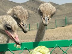 -新疆天山野生动物园