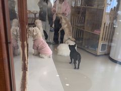 -共舞时光猫咖·狗咖(新街口店)
