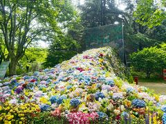 -上海共青森林公园