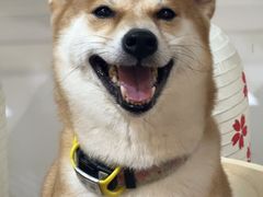 -柴迷FANS CLUB·柴犬狗咖·猫咖