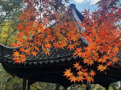 -上海醉白池公园