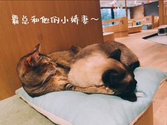 -CAT’S MEWSTAR CAFE·喵星球猫屋(晴湾咖啡店)