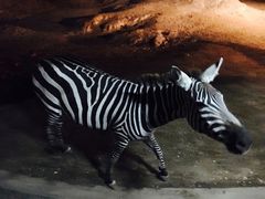 -清迈夜间动物园