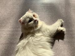 -猫和宫(六道口店)