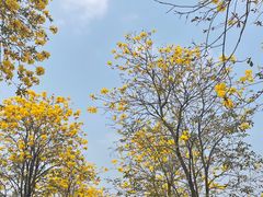 -洲头咀公园