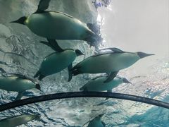 -珠海长隆海洋王国