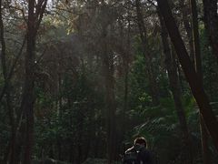 -铁山坪森林公园