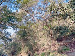 -紫金山山顶公园