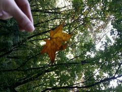 android_upload_pic-帽儿山国家森林公园