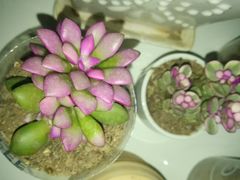 -秦美花卉(天朗·莱茵小城2期店)