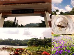 -深圳仙湖植物园